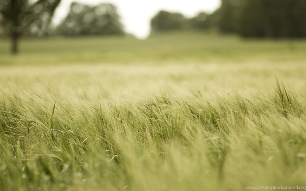 15 Wonderful HD Field Wallpapers HDWallSource.com