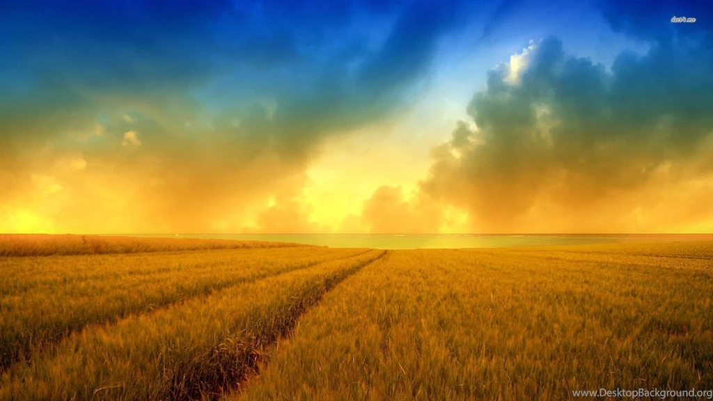Wheat Field Wallpapers Nature Wallpapers