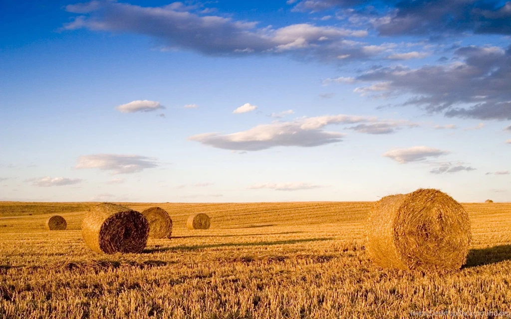 Field Of Wheat HD Wallpapers