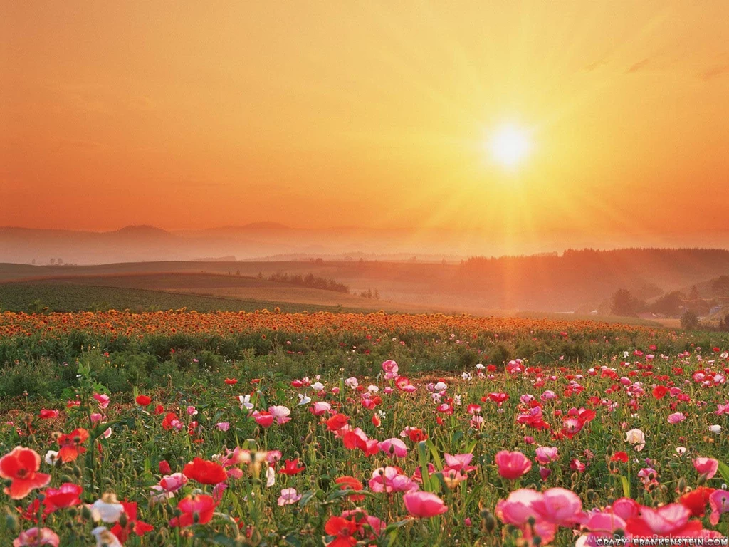 Pink Wildflower Field Wallpapers
