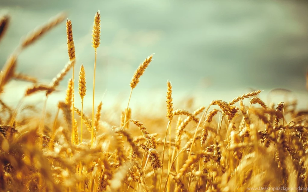 Wheat Field Desktop Wallpapers, Wheat Field Backgrounds, New ...