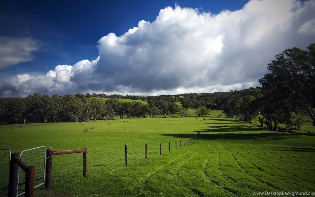 1920x1200 Grass Field Desktop PC And Mac Wallpapers