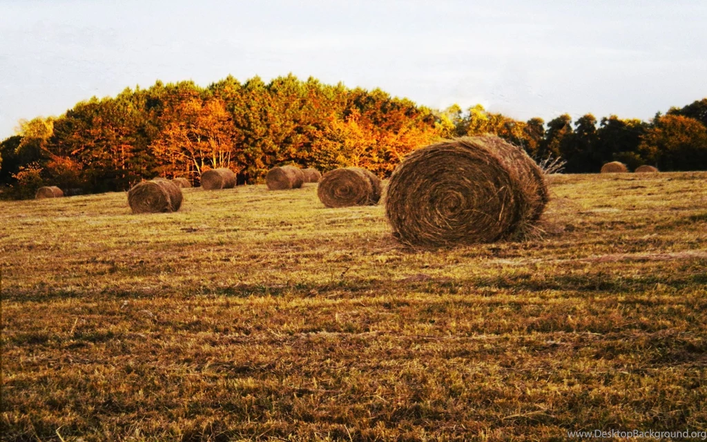 Field Computer Wallpapers, Desktop Backgrounds