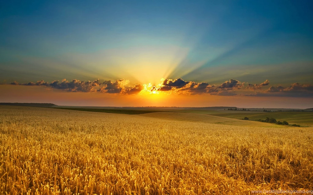 Stunning field hd wallpapers.jpg