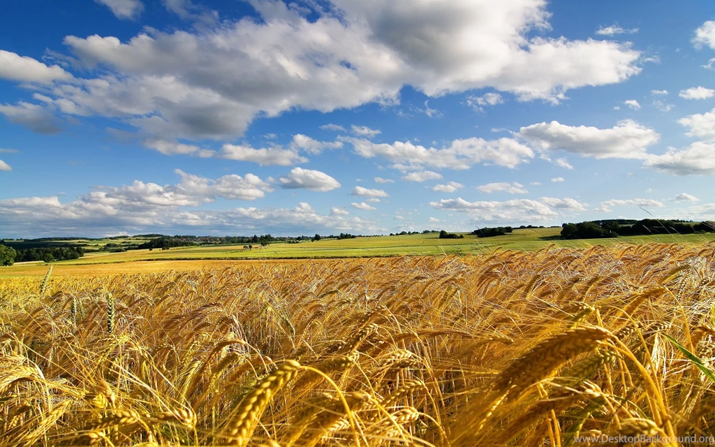 Excellent Field Of Wheat Wallpapers