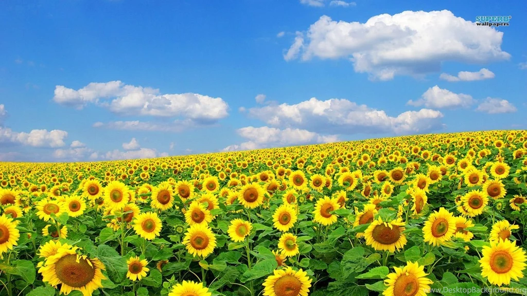 Sunflower Field Wallpapers