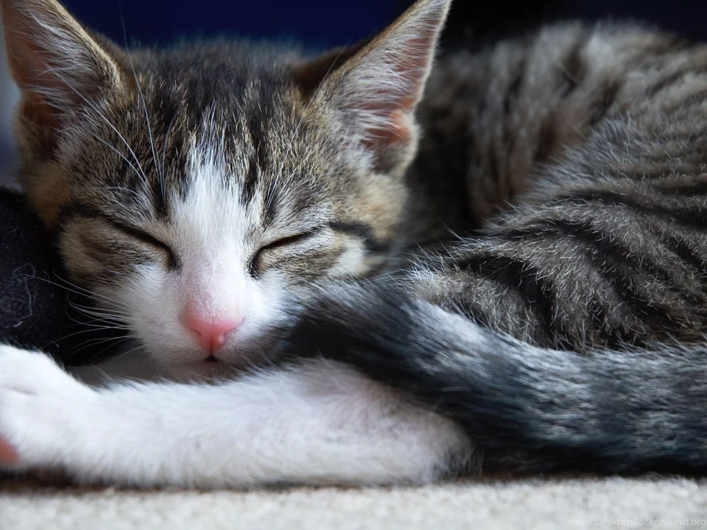 Cute Wallpapers