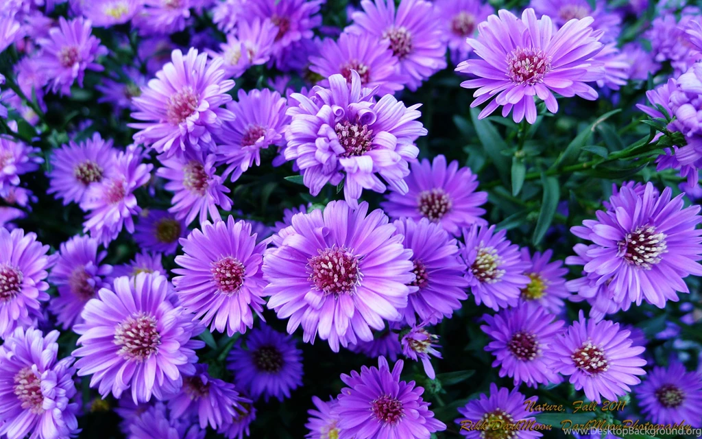 Purple Flowers Wallpapers