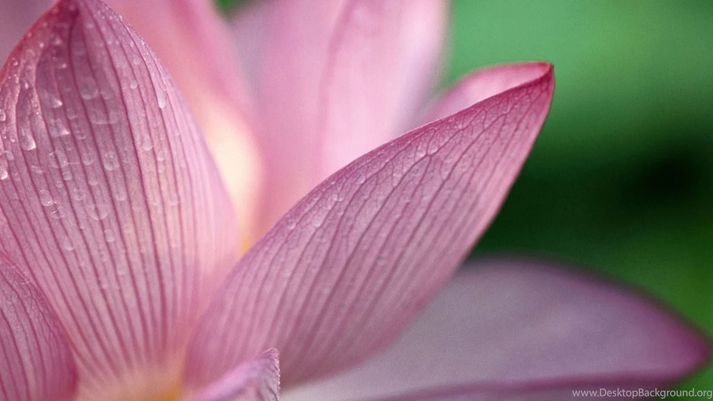 Flower Pink Wallpapers HD Wallpapers