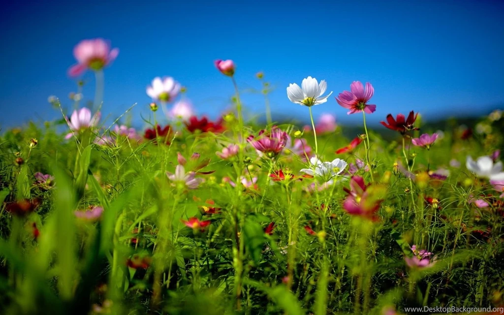 Summer Wallpapers HD Download Backgrounds • IPhones Wallpapers