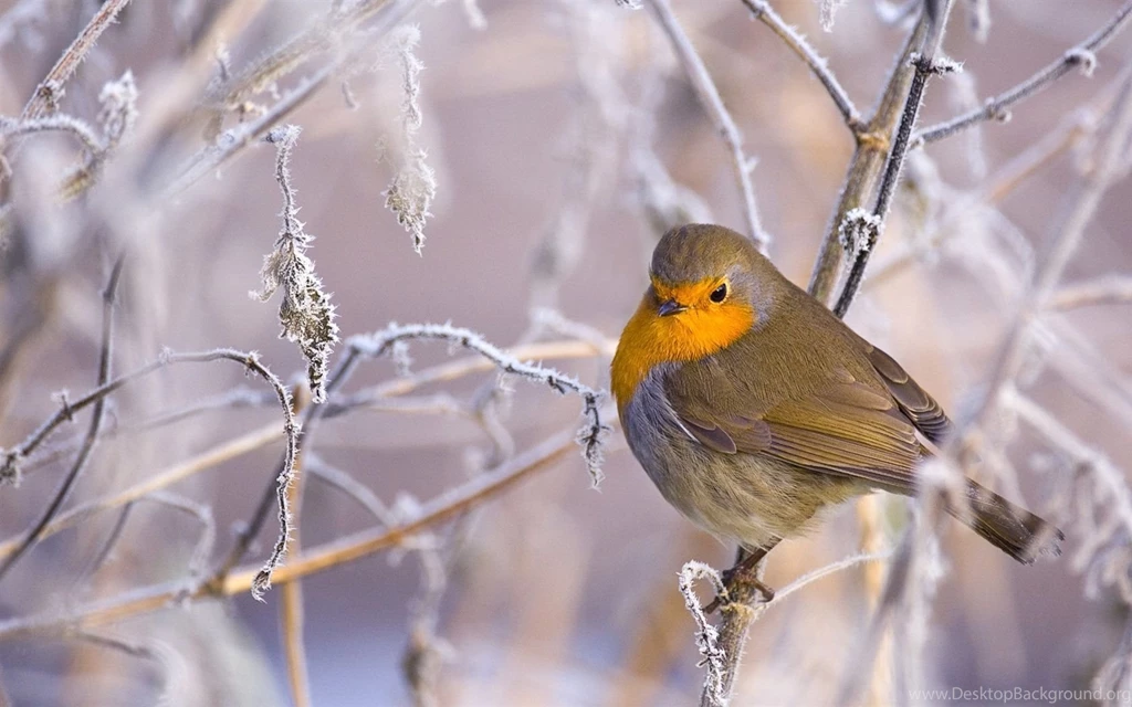 Bird In The Cold Winter Wallpapers