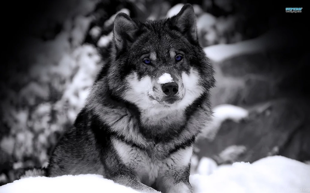 Wolf In Winter Wallpapers   Animal Wallpapers