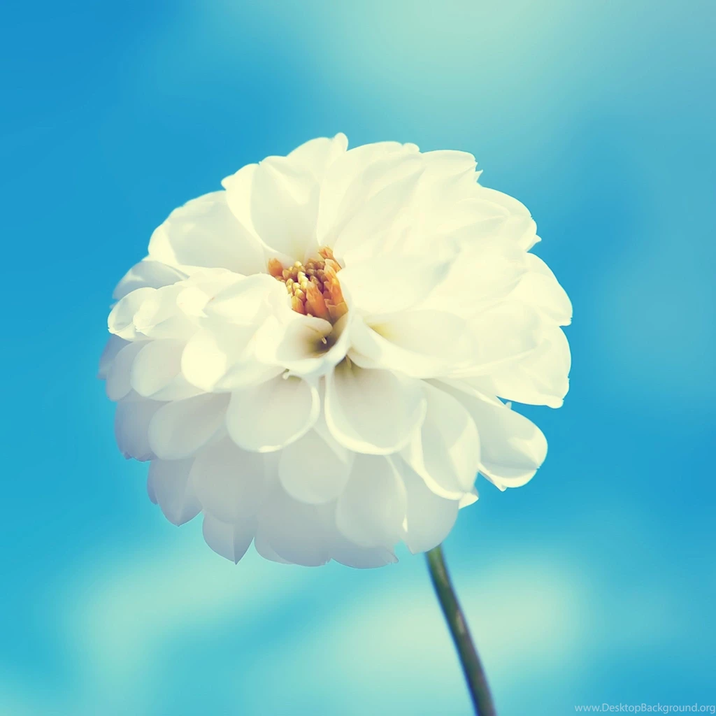 iPad Air Wallpapers, iPad Air Backgrounds, iPad Air Themes Part 4