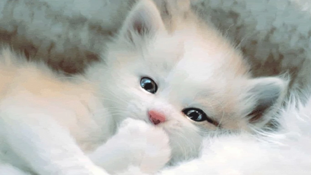 Back Wallpapers For Cute White Cat Wallpapers For Desktop ...