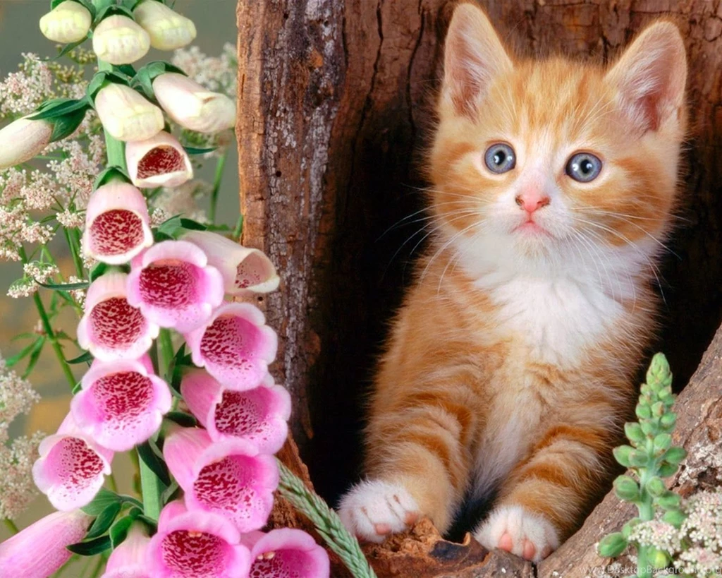 Cute Cat Wallpapers Free Download