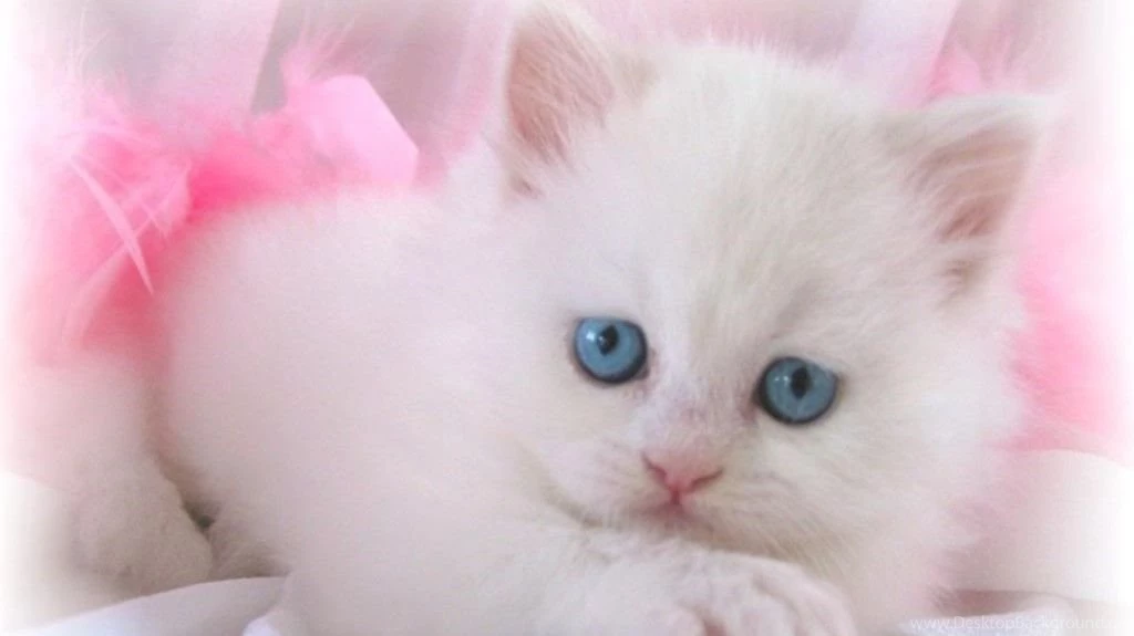 Cute white cat wallpaper 1024x575.jpg