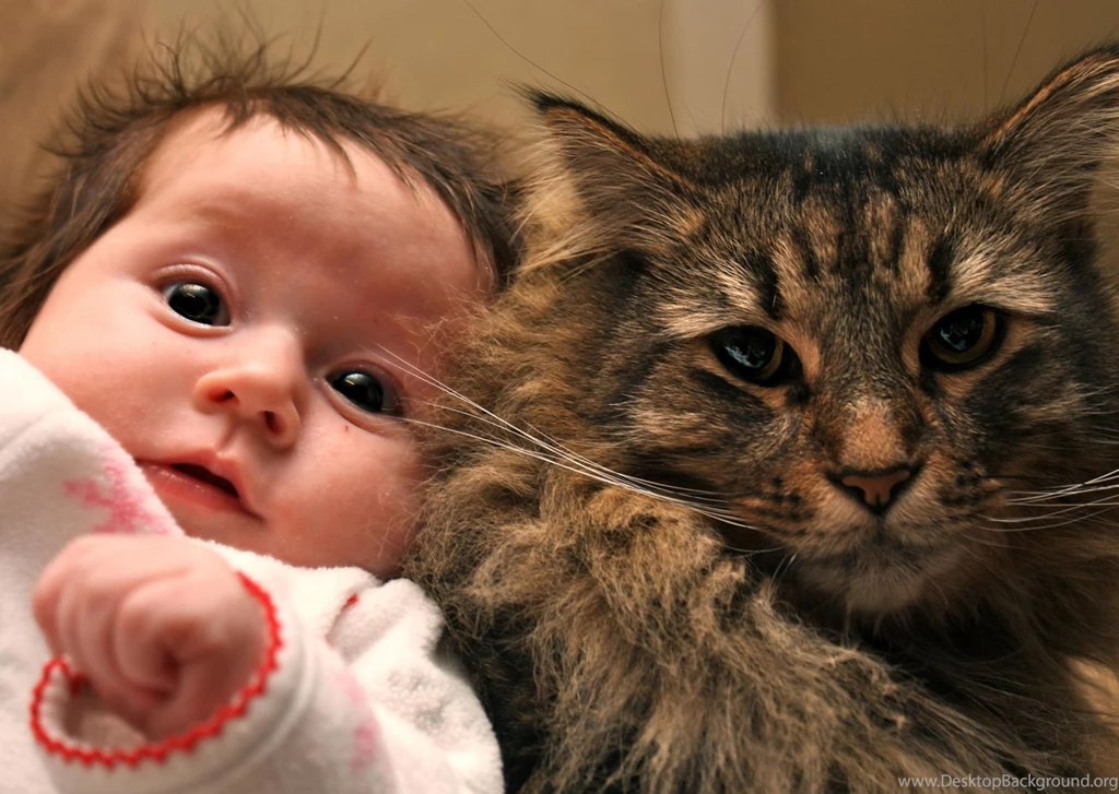 Hd Cat Wallpapers, Kitten Images, Free Cat Images, Claw, Animals ...