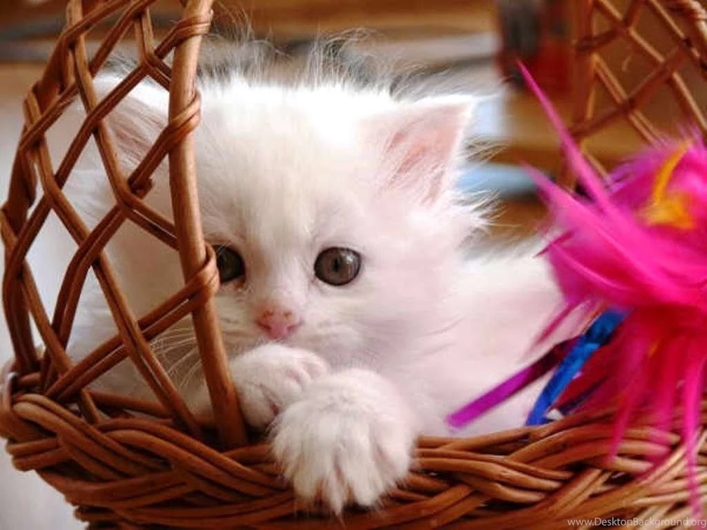 Baby cat wallpaper.jpg
