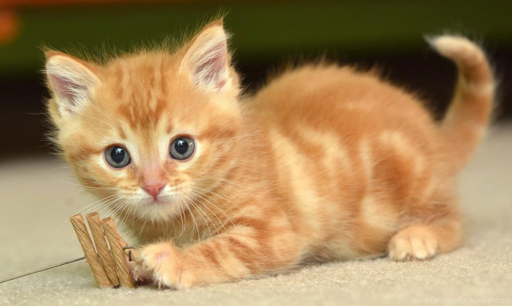 Hd Cat Wallpapers Kitten Images Cute Cat Photos Claw Hairy
