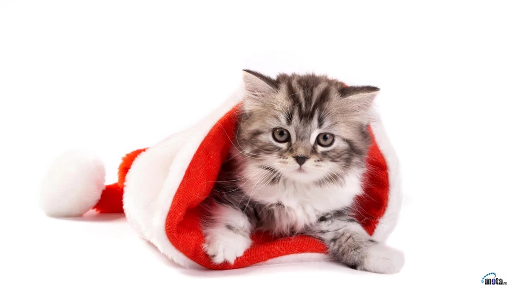 Christmas Cat Wallpapers