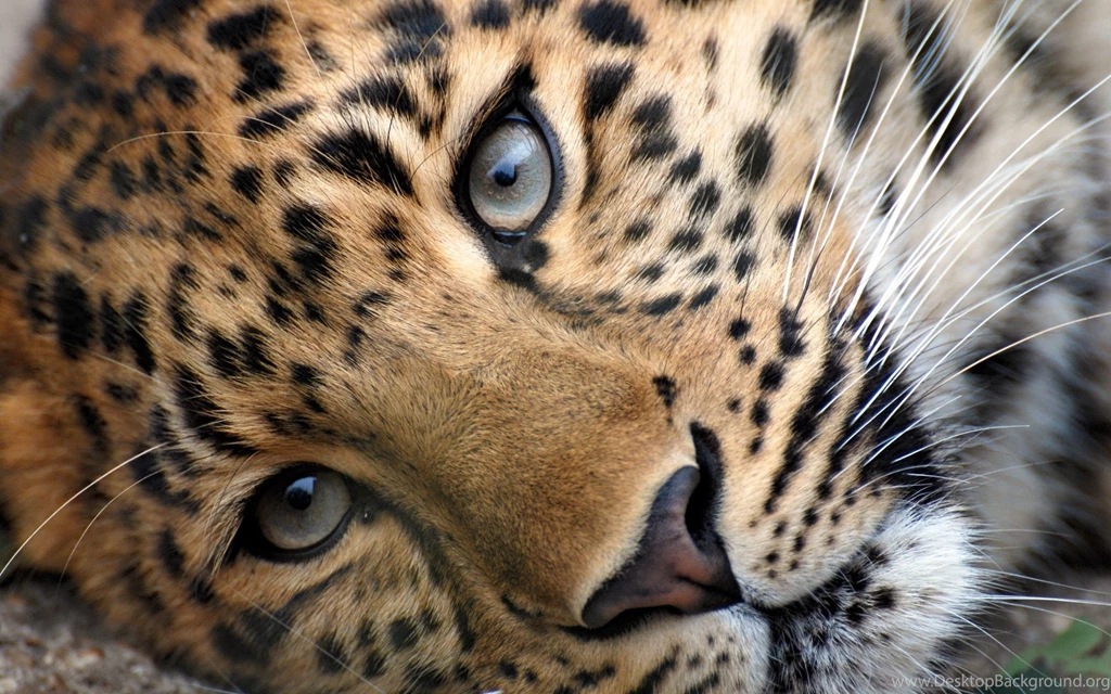 Free Animal HD Wallpaper Backgrounds (163)
