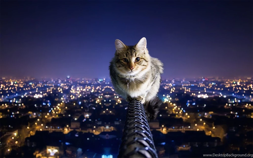Cat Over The City Night Wallpapers HD 1920x1200