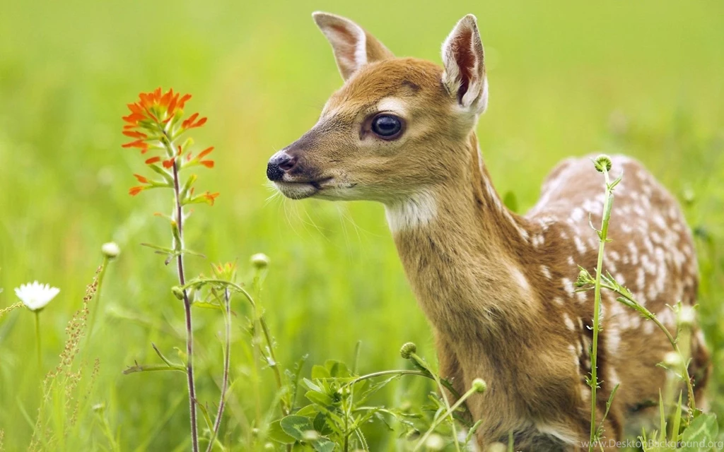 Animals_deer_fawn_baby_animals_hd_wallpapers.jpg