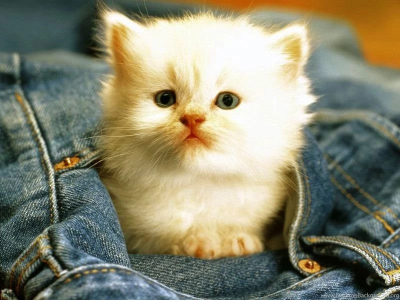 Cats Wallpapers Free Download Computer Wallpapers Free Wallpapers ...