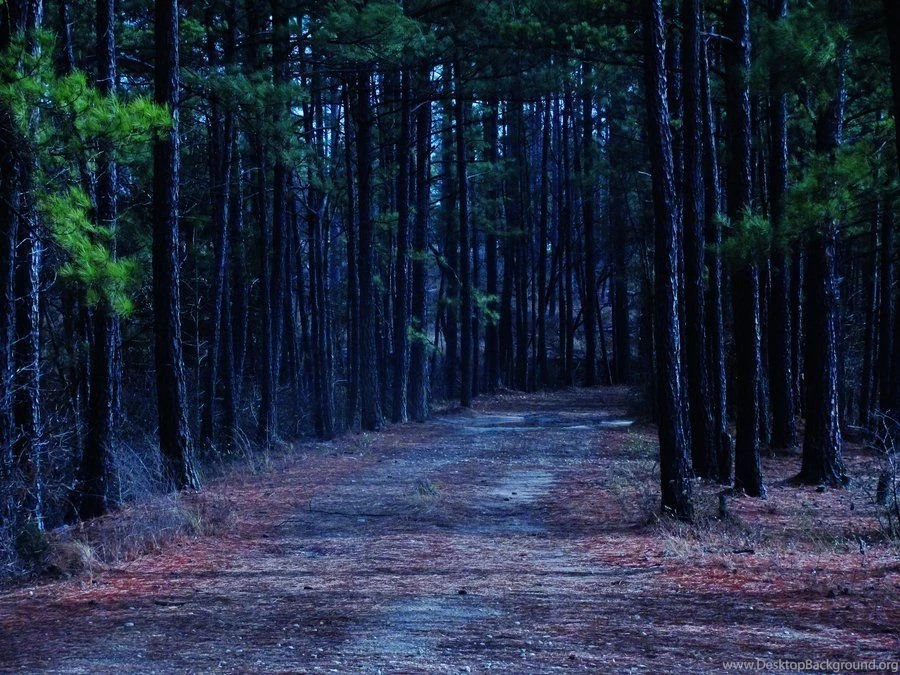 Dark Woods. By BabsxStock On DeviantArt