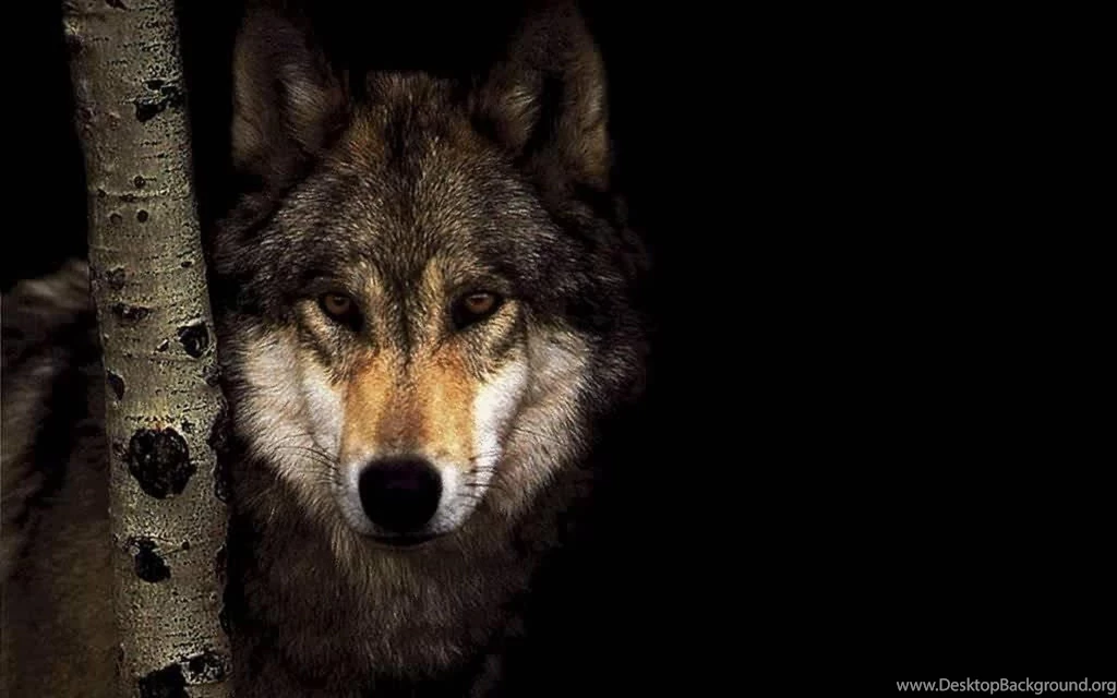 WOLF IN THE DARK WOODS WALLPAPER   (