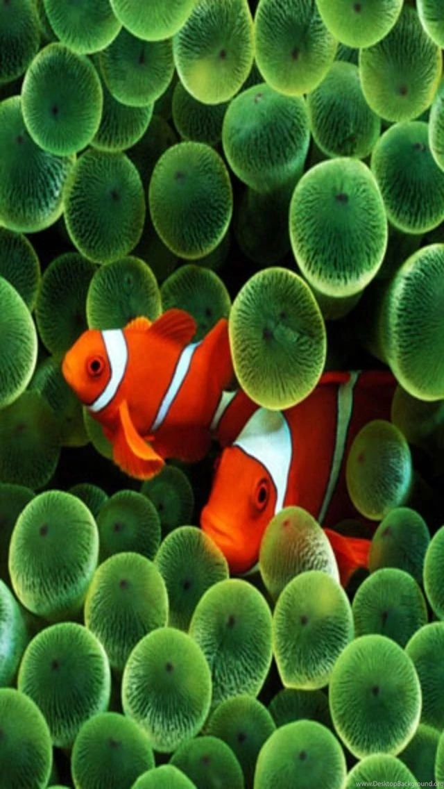 Iphone_clownfish_wallpaper 640x1136.jpg