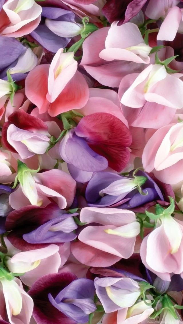 Purple_Pink_Flowers_iphone_5.jpg