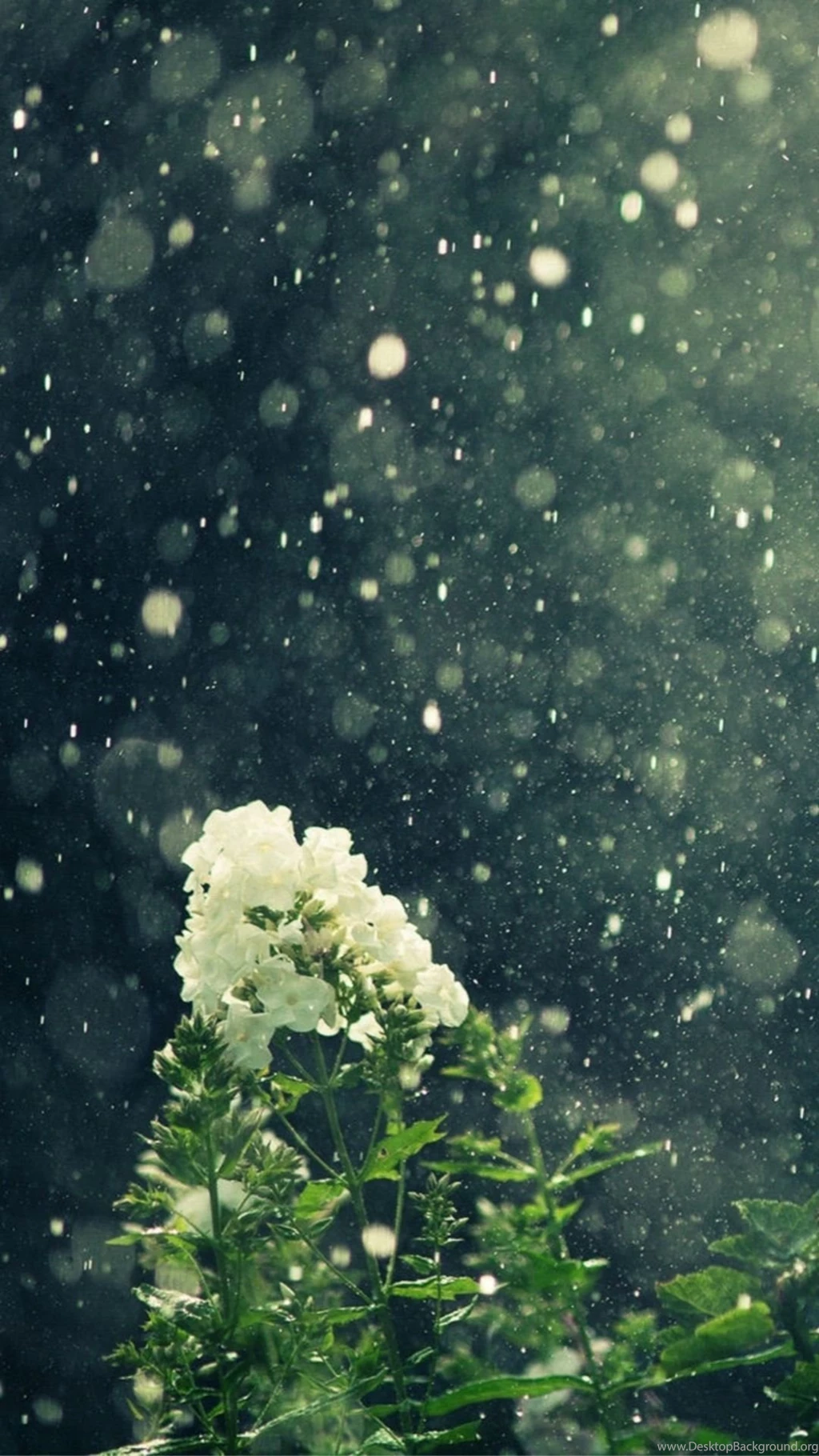 Green iPhone 6 Wallpapers
