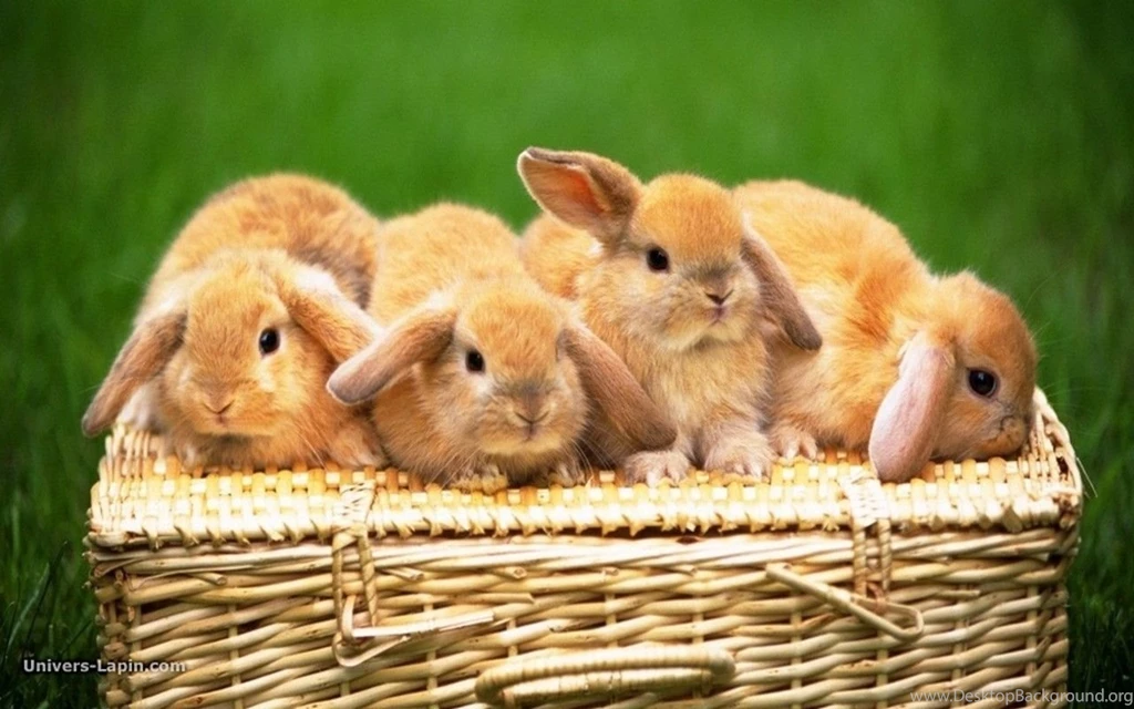 Cute Animal Wallpapers For Mac