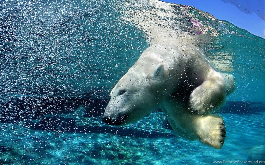 Hd Underwater Desktop Wallpapers