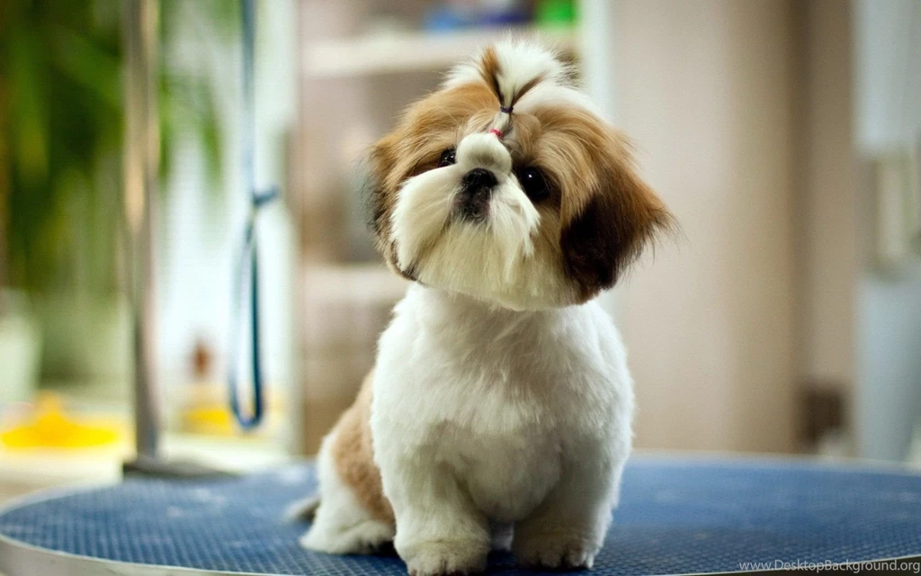 Cute Pet Dog Wallpapers Yoowallpapers Com PowerballForLife