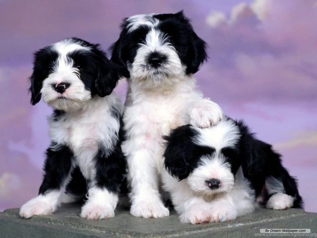Puppy Wallpapers Dogs Wallpapers (7013397) Fanpop