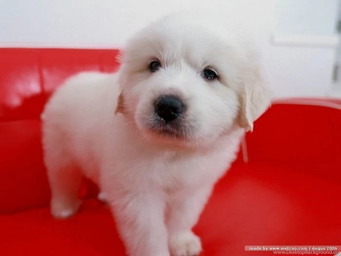 Dog Wallpapers Free The Dog Wallpapers Best The Dog Wallpapers