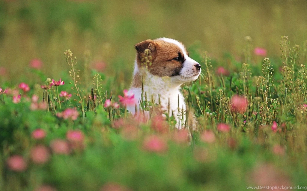 Cute Puppy In A Park, Puppy Dog On Grass, Lovely Puppies Outdoor ...