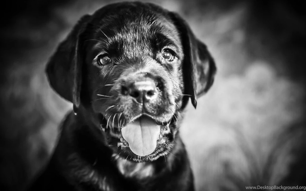 Puppy Dogs Wallpapers (33308280) Fanpop