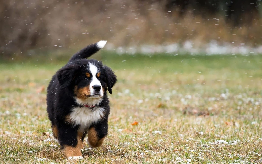 Bernese Mountain Dog Puppies Images Wallpapers