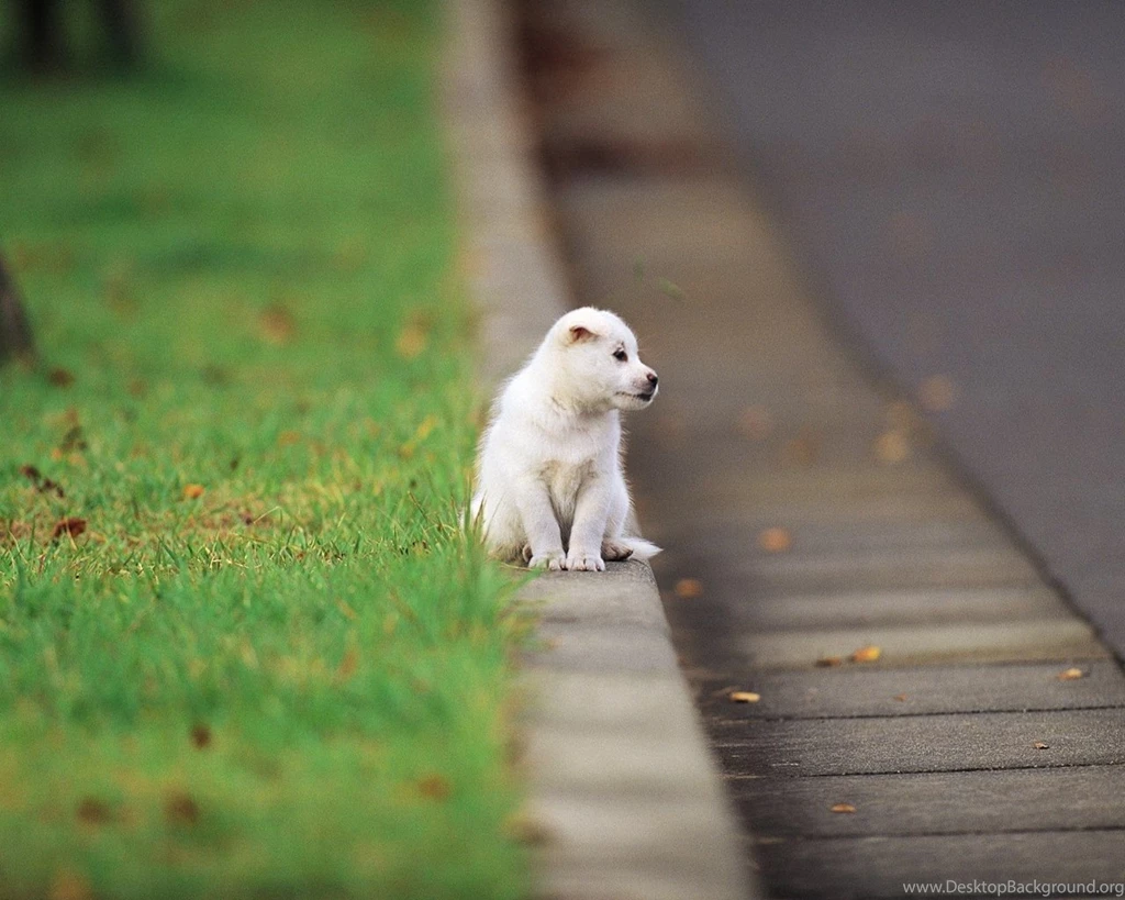 Cute Puppy In A Park, Puppy Dog On Grass, Lovely Puppies Outdoor ...