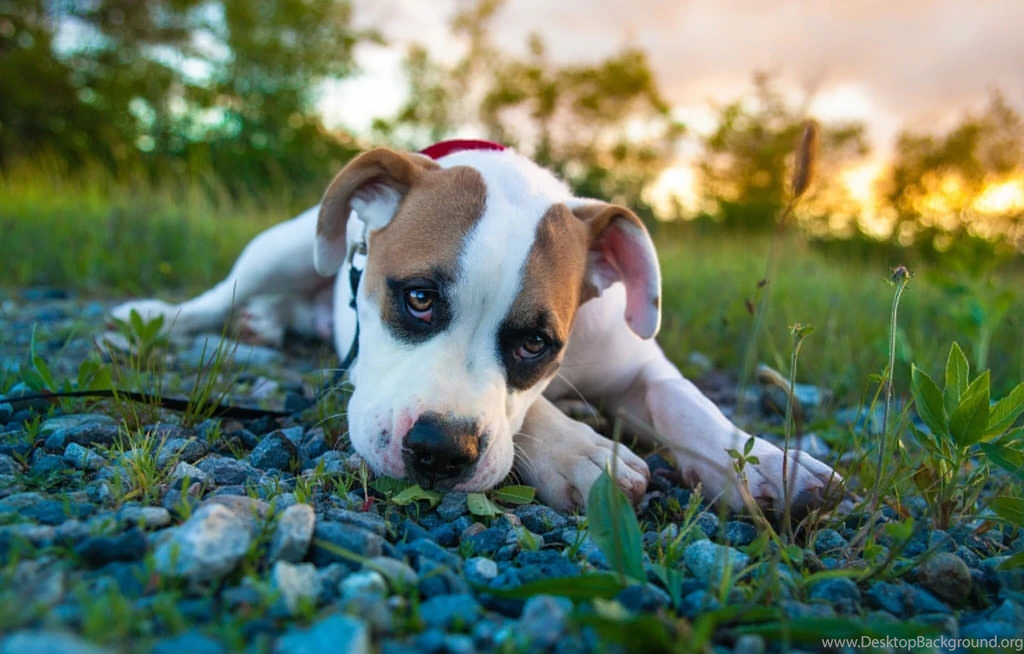 Dogs Stones Glance Puppy Amstaff Animals Puppy Dog Cute Eyes ...