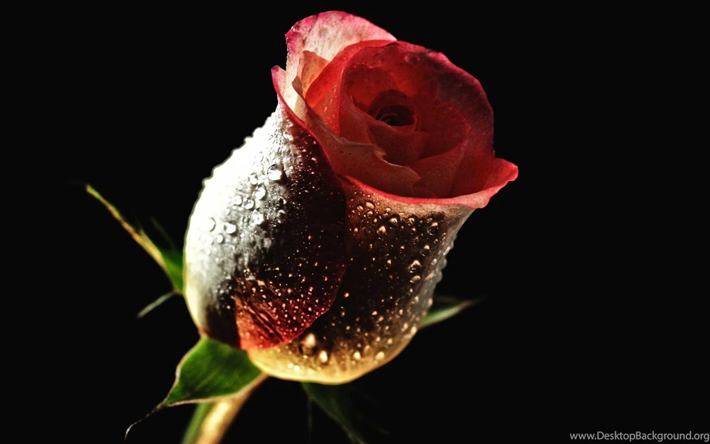Rose Desktop Wallpapers FREE On Latoro.com