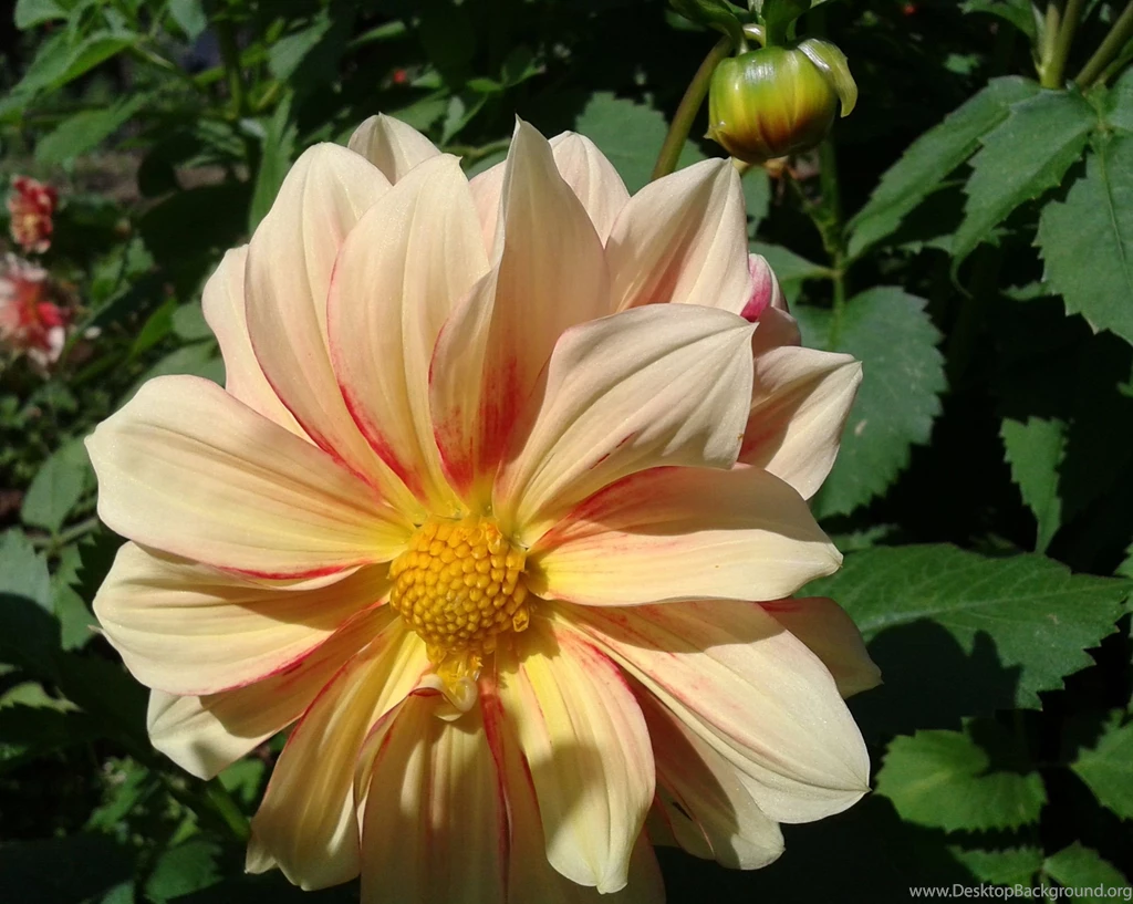 Amazing Landscape Images, Download Hd Images, Flowers, Plants ...