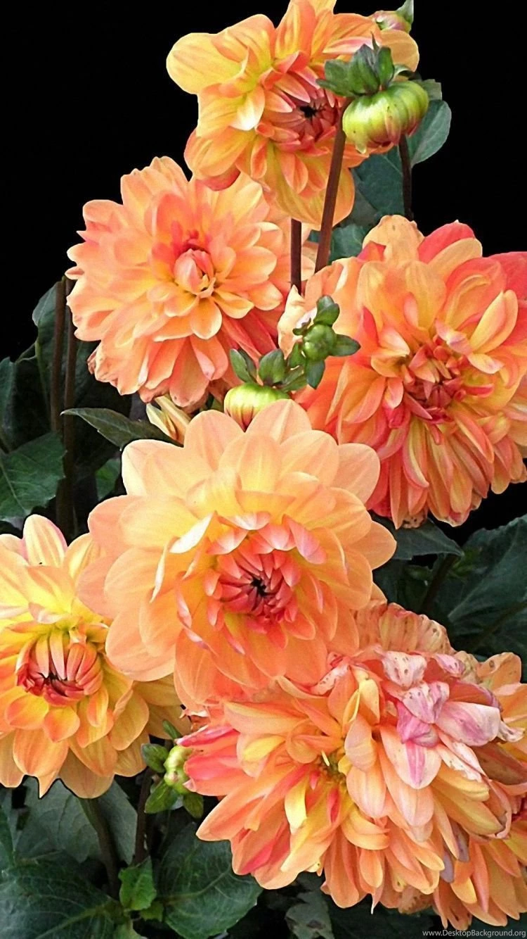 Full HD Flowers Leaves Black iPhone 6 Wallpapers Downloads Free ...