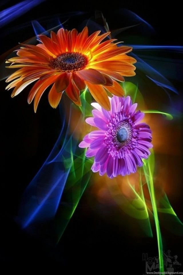 1656 flower effect iphone hd wallpaper_640x960.jpg