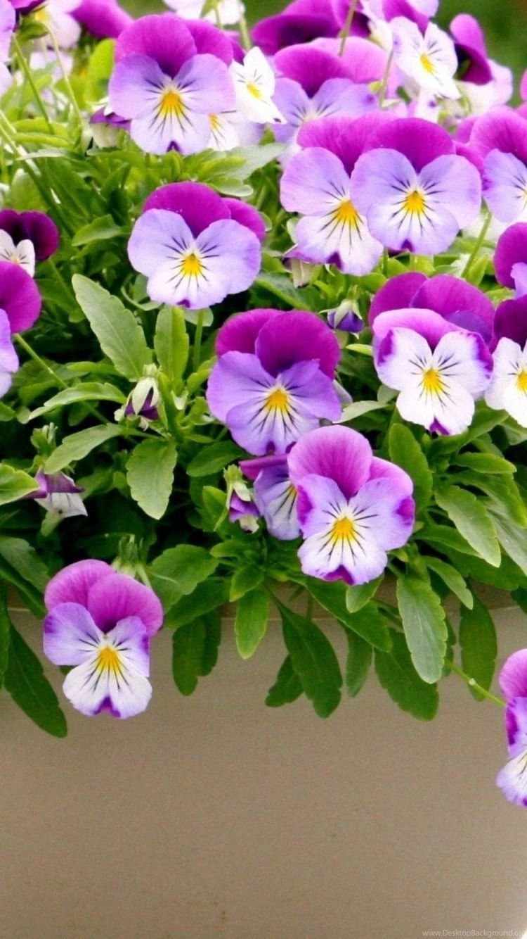 HD Free Pansies Flowers iPhone 6 Plus Backgrounds And Wallpapers ...