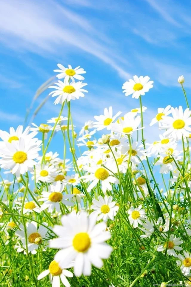 Daisies Flowers iphone wallpaper ilikewallpaper_com.jpg