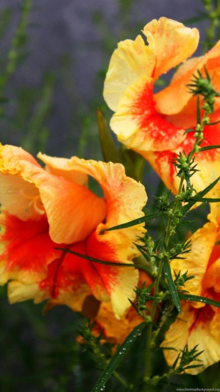 Full HD Flowers Twilight Backgrounds Download For iPhone 6 750x1334 ...